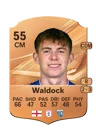 Waldock - 55 - Rare